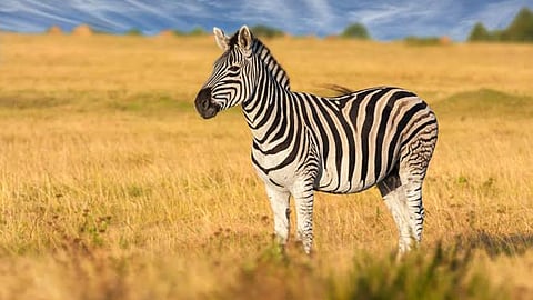 Zebra