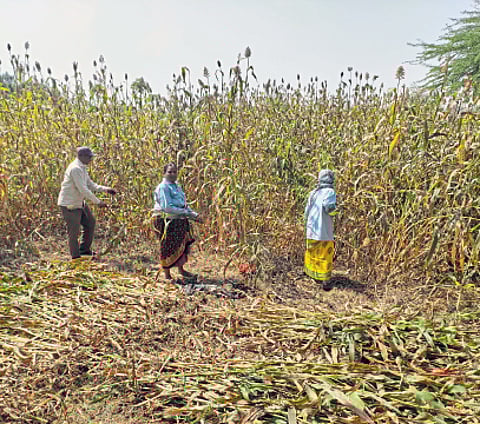 सुगीसाठी मराठवाडा, विदर्भाचे मजूर