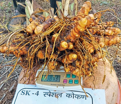 3 kg 800 gm bunch from 10 gm turmeric seedling