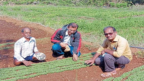 Agriculture production