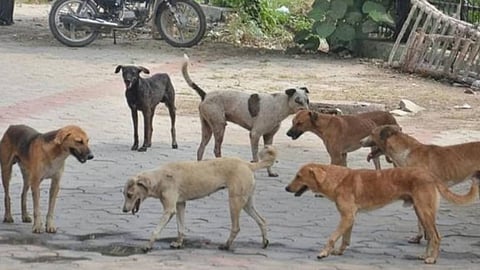 Stray Dog