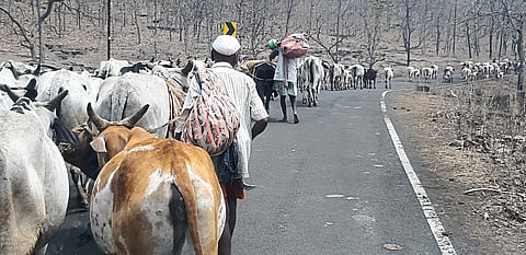 Animal struggle for water