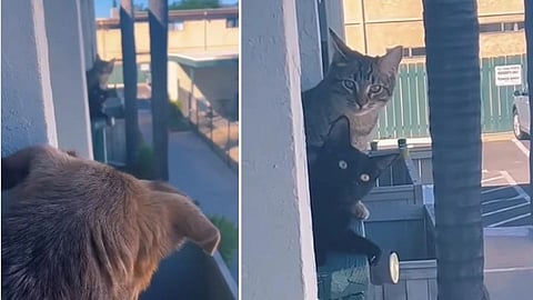 Viral Video Dog and Cat