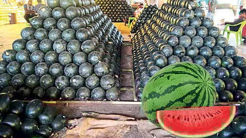 temperature rose Watermelon Muskmelon Fruit Increased inflows
