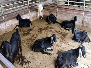 राज्याने दिलेले शेळी गट योजनेत २३ हजार रुपयांचे वाढीव अनुदान जिल्हा परिषद नाकारते ?