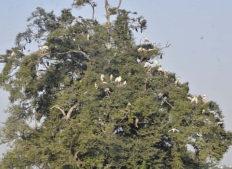 चित्रबलाक