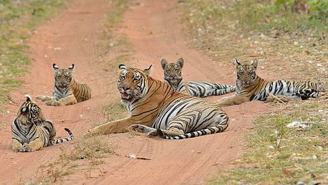 4 tigresses to be released nagzira wildlife sanctuary nagpur