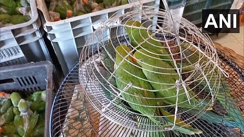 More than 600 green parrots and 100 starling birds had been caged for sale.