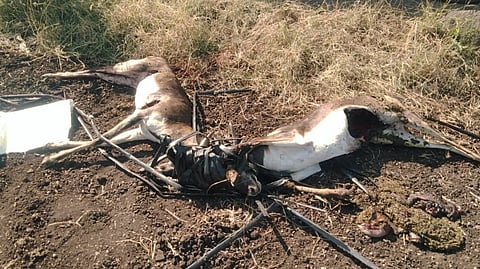 2 Antelope die in quarrel