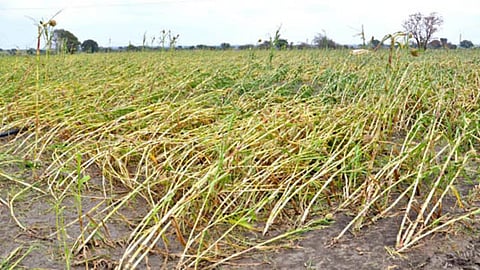 अवकाळी पाऊस