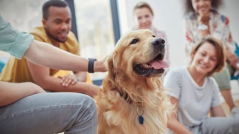 Dog Therapy for stress