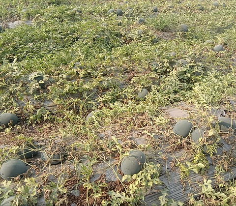 वाढत्या मागणीमुळे कलिंगडाच्या भावातही वाढ झाली आहे.