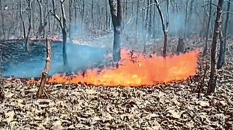 Ambadi forest fire World Forest Day burn birds along with medicinal plants nanded