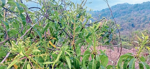 नव्याने मोहोर तरी शेतकरी चिंतातूर