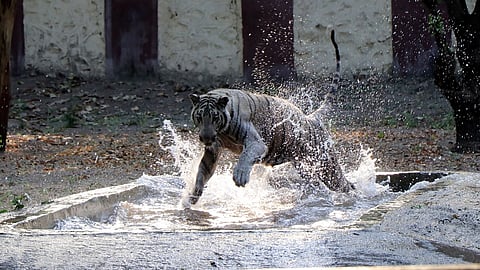 Tiger In Sidharth Zoo In Aurangabad