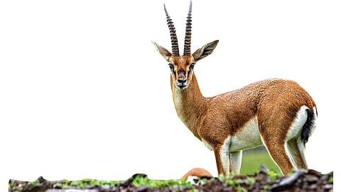 पुणे जिल्ह्यात वाढतेय चिंकाऱ्यांची संख्या