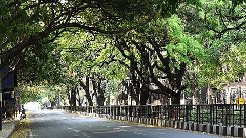 Tress in Pimpri Chinchwad