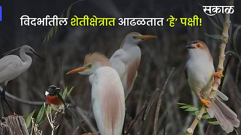 Birds from Vidarbha