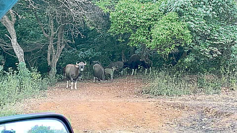 Wildlife Conservation on Samrudhi Highway mumbai