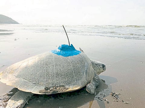 समुद्री कासवांच्या अभ्यासासाठी दापोली