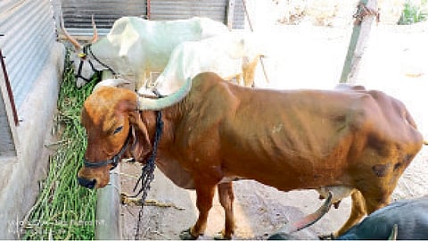 Income earned from milk business and organic farming gopalan engineering education solapur