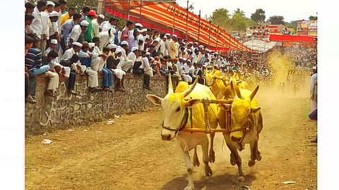 Bullock Cart Competition
