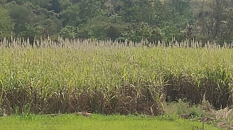 शेकडो हेक्टरवरील ऊस तोडणी अभावी शेतात उभा; शेतकऱ्यांना लाखोंचा फटका