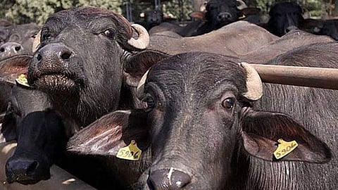 a buffalo died due to dog bite