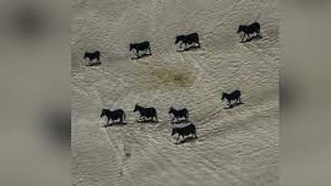 Find Animal In Image