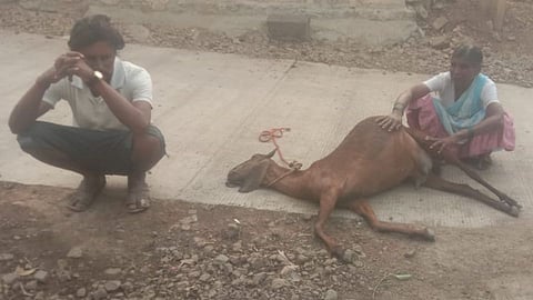 Goat Died because of Negligence of the veterinarian