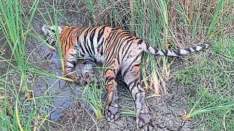death body leopard