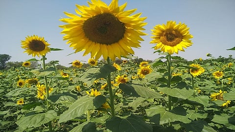 Sunflower Crops In Aurangabad