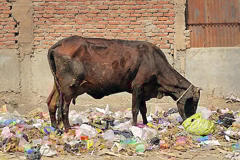15 kg plastic was removed from the cow's stomach