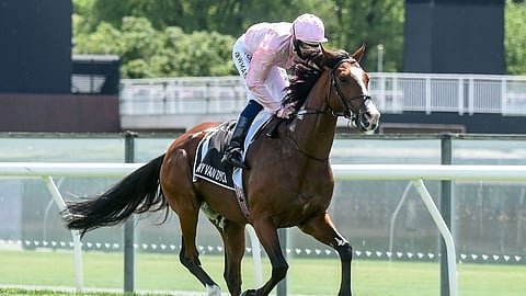 Reason of Lame Horse killing