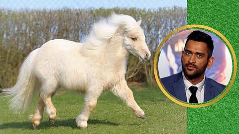 Mahendrasingh Dhoni's Horse