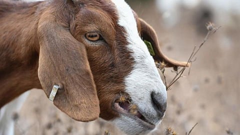 Zilla Parishad Animal Husbandry Department plan stalled Rate for goats at market price akola