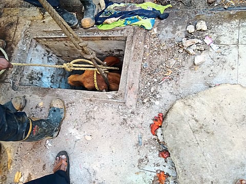 Cow stuck in drainage