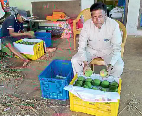 - अरविंद वाळके,आंबा बागायतदार, कुणकेश्वर वाळकेवाडी.