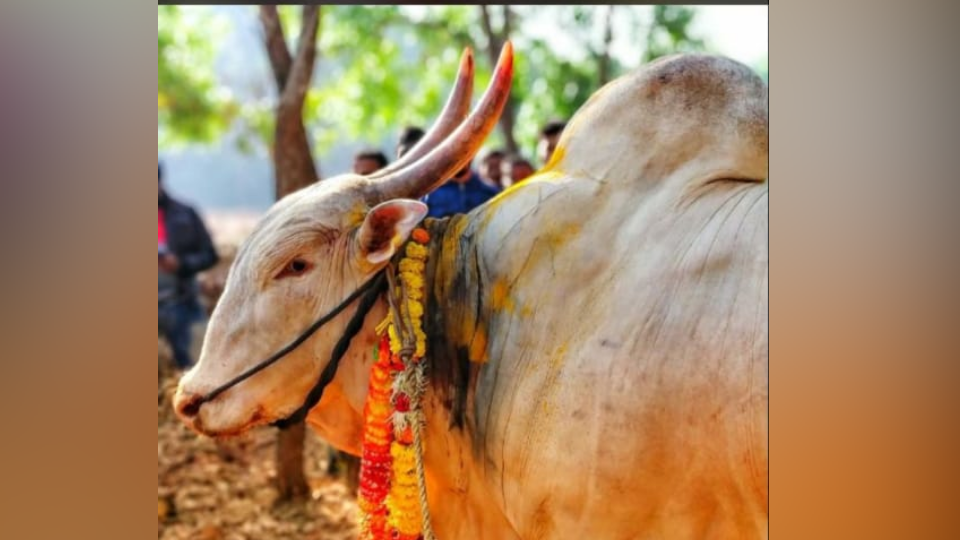 'कोकण किंग'