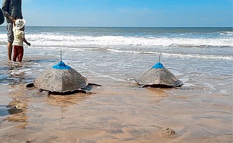 Olive ridley sea turtle conservation in Konkan update