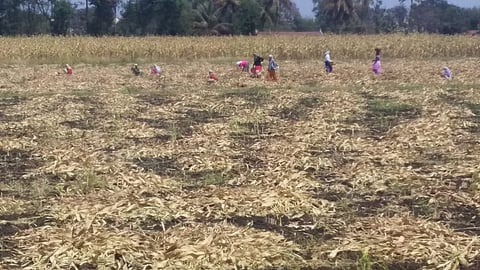 ज्वारी कापणी, कणसे खुडणी, मळणीची कामे अंतिम टप्प्यात आली