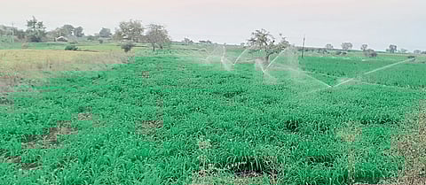 उन्हाळी सोयाबीनला पाणी देण्याची लगबग