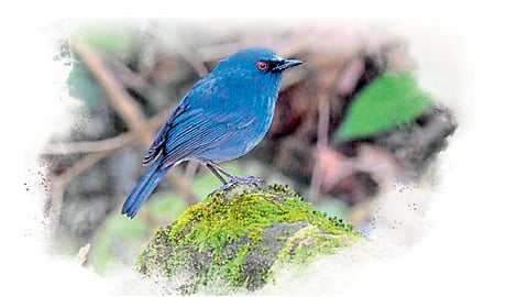 nilgiri sholakili bird