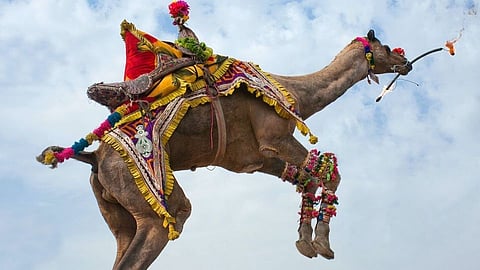 International Camel Festival