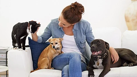 Pet Care Tips