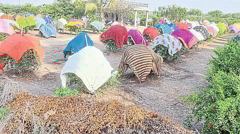 Awesome protective shield Pomegranate trees in old sarees Nashik News