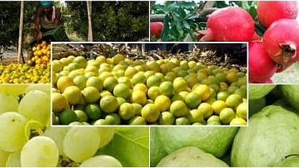 Jalgaon fruit crop insurance Compensation