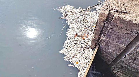 हजारो मासे मृत्युमुखी पडतात.