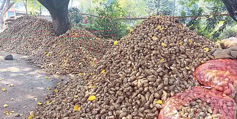 सांगली ः येथील कृषी उत्पन्न बाजार समितीत विक्रीसाठी आलेले हळदीचे बियाणे.