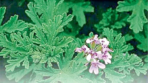 geranium agriculture